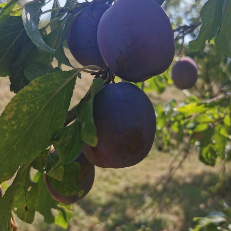 C453BB5A-87C5-4455-8DC2-08E23A8E3509